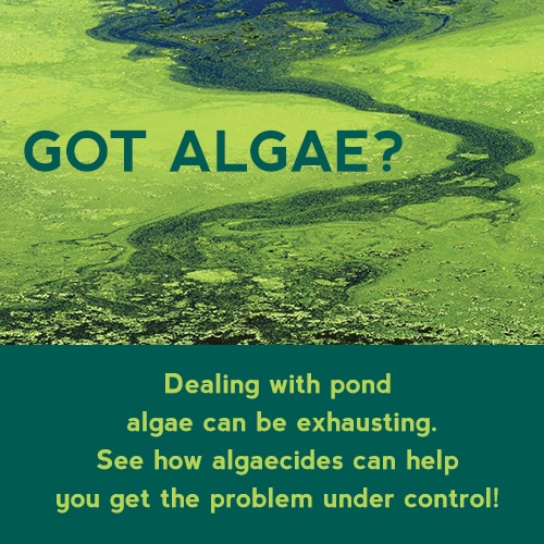 Got Algae?